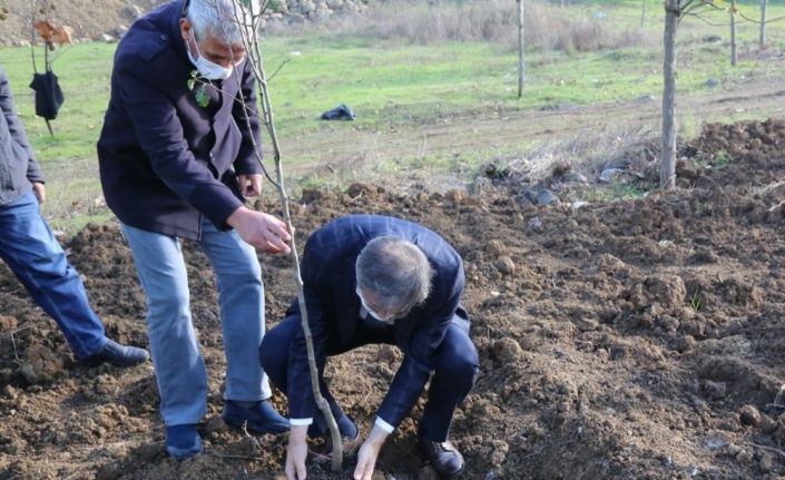 Serdivan’da meyve ağaçları toprakla buluştu