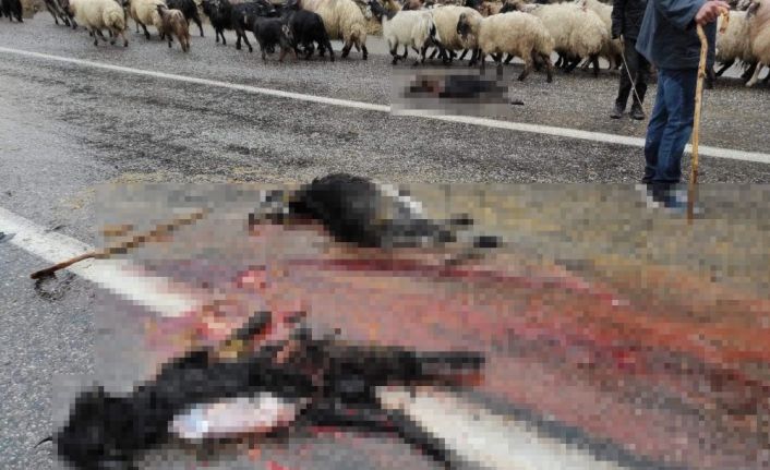 Siirt’te kamyon koyun sürüsüne daldı, 4 hayvan telef oldu