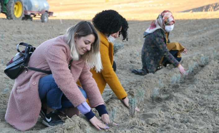 Silvan’da lavantalar kadın eliyle toprakla buluştu