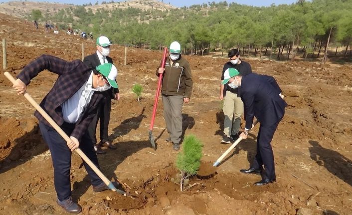 Suriye sınırında 300 bin fidan dikiliyor