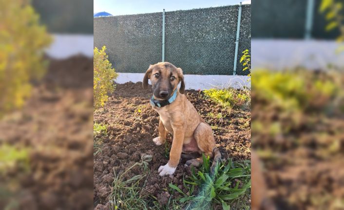 Tedavi ile sağlığına kavuşan yavru köpek yeni sahibini bekliyor