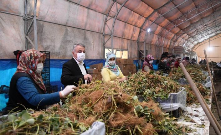 Türkiye’nin çilek fidesi Kayseri’den