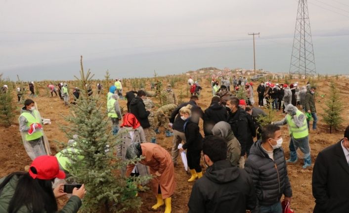 Van Valisi Bilmez: “Geçen sene dikilen ağaçların yüzde 80’i tuttu”