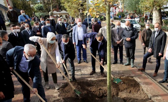 Yürüyüş yolunda 22 Çınar toprakla buluştu