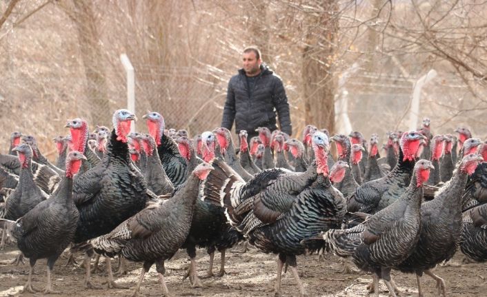10 tane hindiyle başladı, sürü sahibi oldu, yılbaşını iple çekiyor