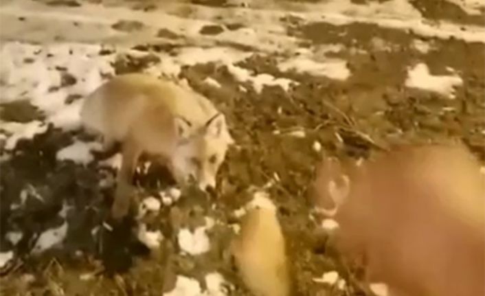 Aç kalan tilkiyi eliyle besledi