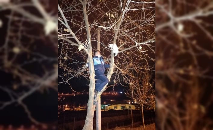 Ağaçta mahsur kalan kediyi zabıta kurtardı