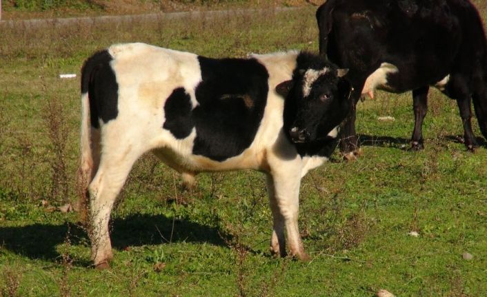 Ahırına giren hayvanın sahibini bulmaya çalışırken bilinmezin içine düştü