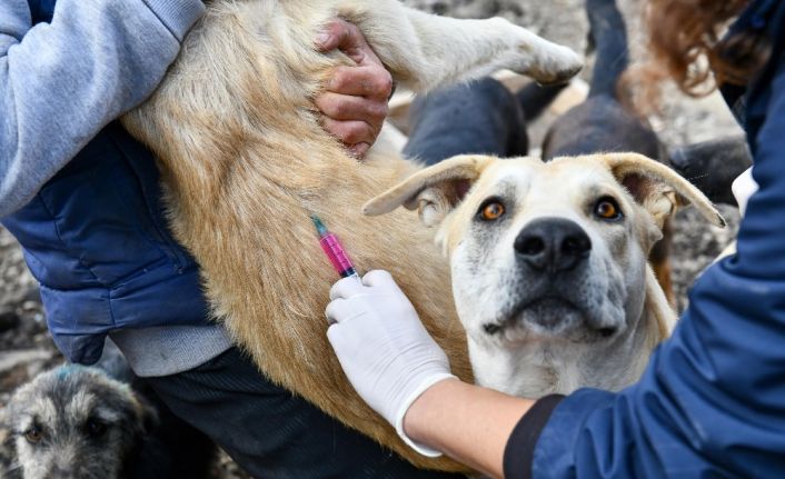Ankara Büyükşehir Belediyesi tarafından gönüllü hayvansever barınaklarında kuduz aşısı kampanyası başlatıldı