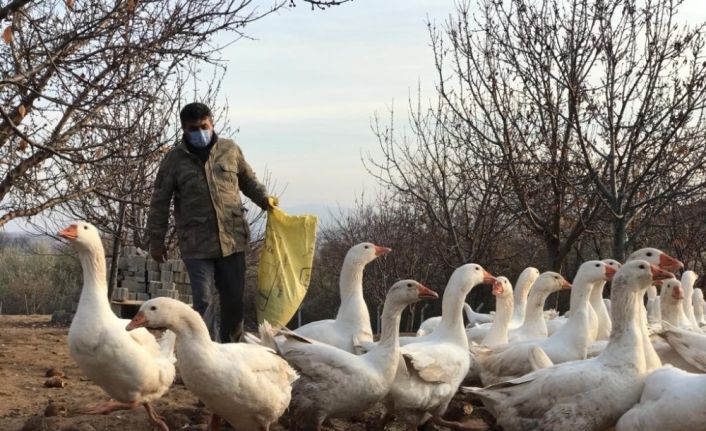 Arkadaşının tavsiyesine uydu şimdi paraya para demiyor: Türkiye’nin dört bir yanına kaz ve yumurta satıyor