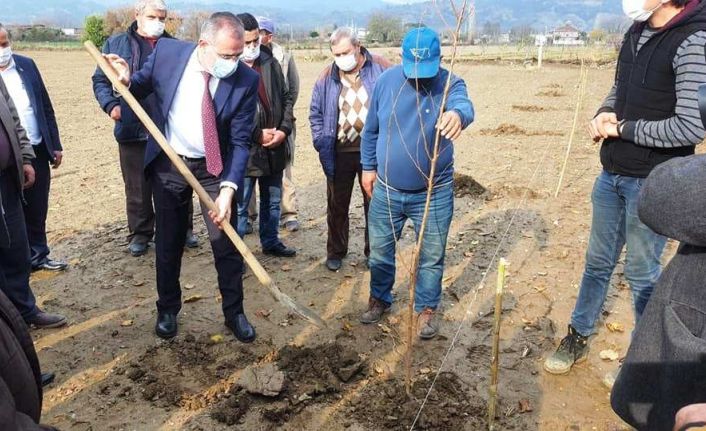 Aydın’da 21 bin 700 adet erkenci kayısı fidanı dağıtıldı