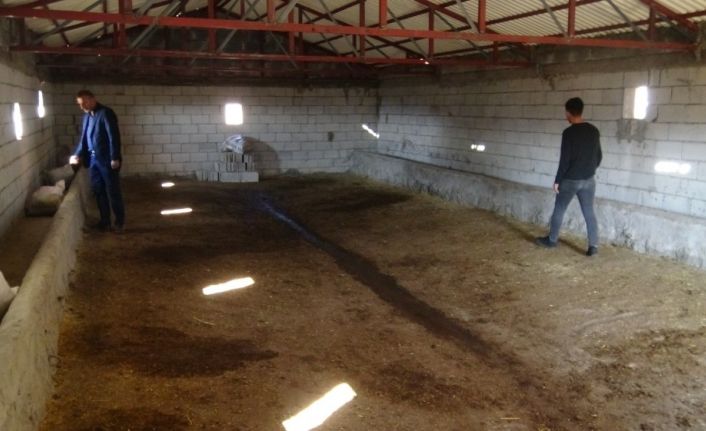 Aynı köyde 3 yılda 100 büyükbaş hayvan çalındı, ahırlar boş kaldı