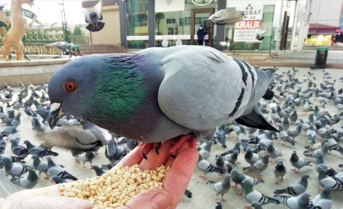 Babasının hatırası için iki günde bir yüzlerce kuşa yem veriyor