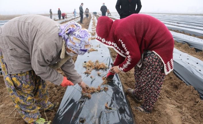 Bismil Belediyesi kadınlara yönelik iş ortamı oluşturmak adına ’Çilek Okulu’ açtı