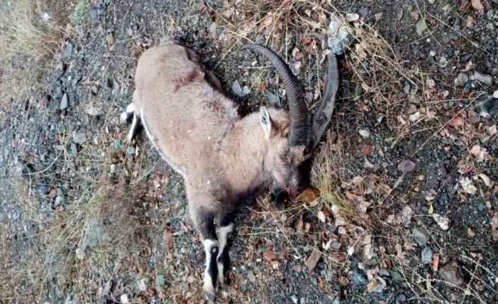 Dağ keçisini organize şekilde vuran 3 şahsa 83 bin TL ceza