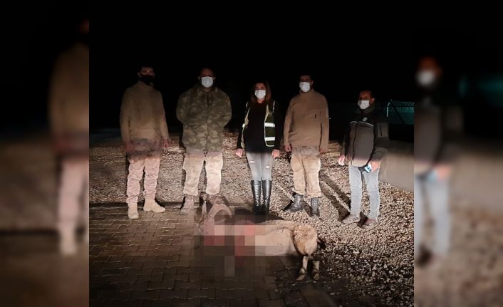 Dağ keçisini vuran şahıs yakalandı, 28 bin 405 TL ceza kesildi