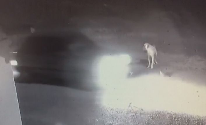 Dikkatsiz sürücü ezdi geçti, yardımına Kangal koştu