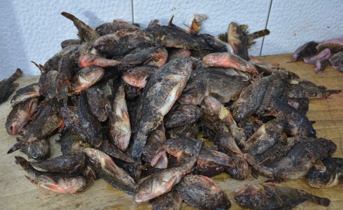 Dışı zehirli içi lezzet deposu