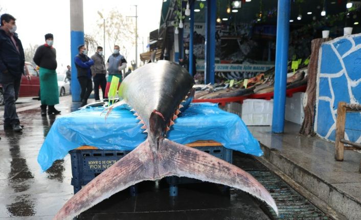 Diyarbakır’da 210 kiloluk orkinos balığını görenler cep telefonlarına sarıldı