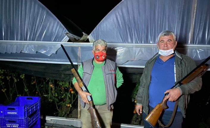 Domatesin fiyatı artınca seralara dadanan hırsızlar için silahlı nöbet tutuyorlar