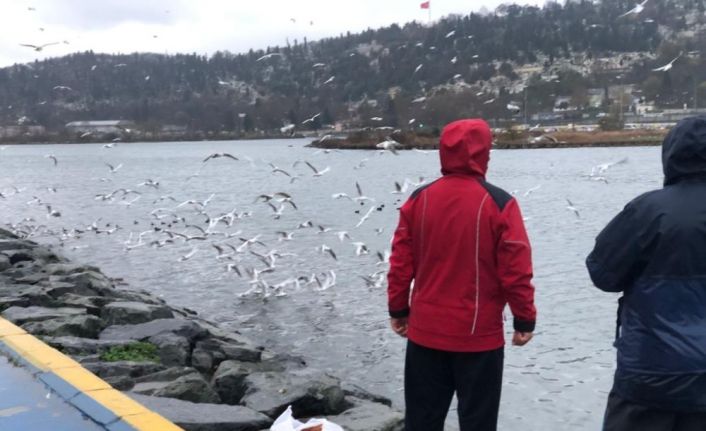 Haliç’te martı ve kazların yemek yeme sırası görenleri mest ediyor