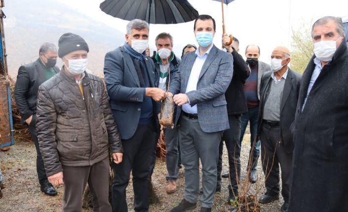 Hazro’da çiftçilere 28 bin adet fıstık, ceviz ve badem fidanı dağıtıldı