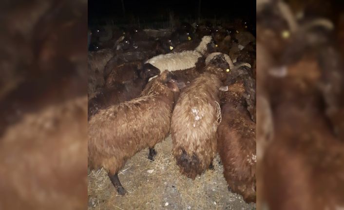 Iğdır’da çalınan 80 küçükbaş hayvan Jandarmanın takibi sonrasında bulundu