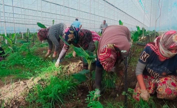 İşsiz kalan turizm sektörü çalışanlarına tarım sektörü kucak açtı