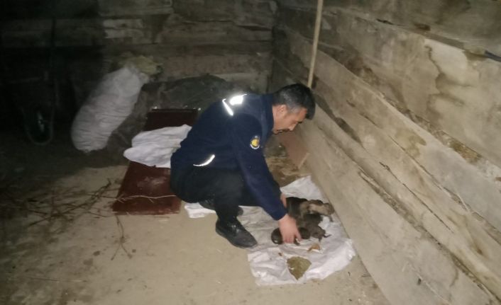 Kahraman itfaiyeciler alevlerin arasında kalan 8 yavru ve anne köpeği kurtardı