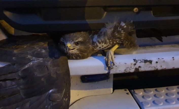 Kamyonun panjuruna sıkışan şahini itfaiye ekipleri kurtardı