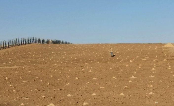 Keçiören Belediyesi 23 dönümlük organik üzüm bağı kurdu