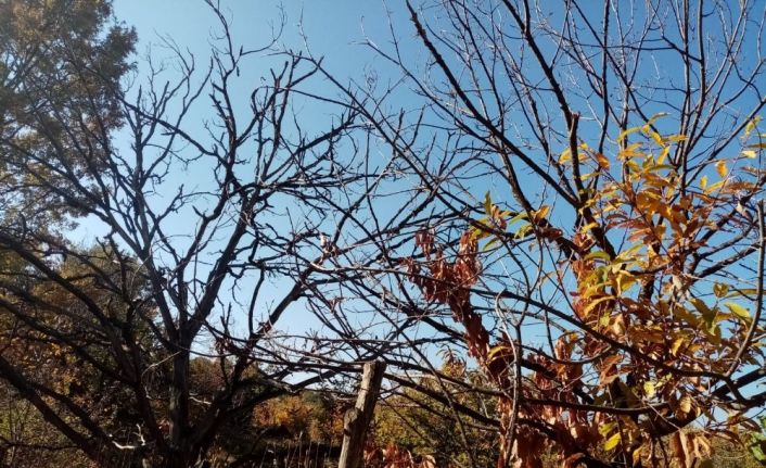 Kestane dal kanserine çare bulunamadı, rekolte her geçen gün düşüyor