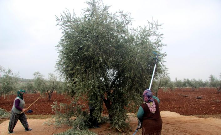 Kilis’te zeytin hasadı devam ediyor