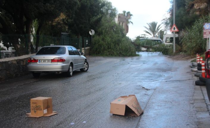 Koca ağaç bir anda yola devrildi
