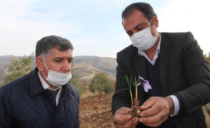 Müdür Kıyas, safran tarlasında incelemelerde bulundu