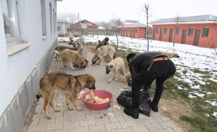 Muş Belediyesi zorlu kış şartlarında minik canları sahipsiz bırakmıyor