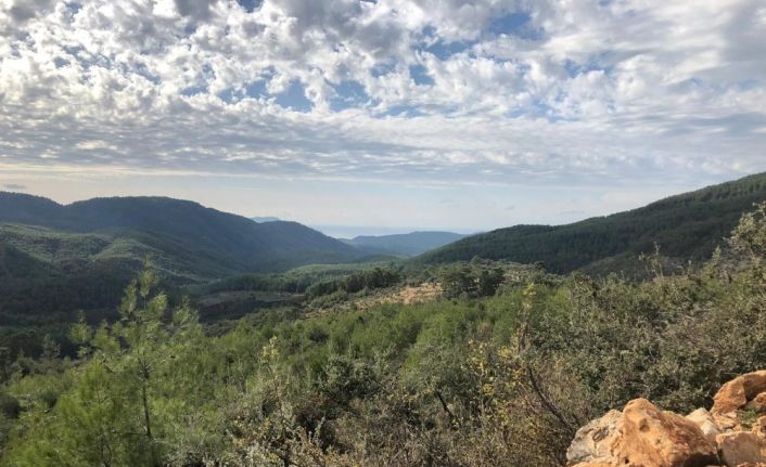 Nesli tükenme tehlikesinde olan karakulak ölü bulundu