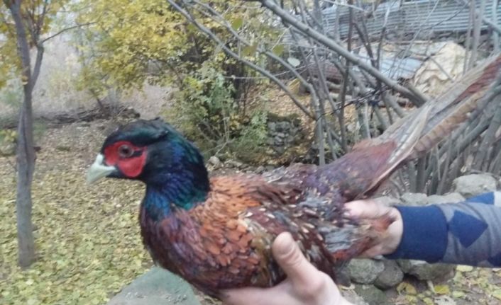 Nesli tükenmekte olan sülün kuşu Bitlis’te görüntülendi