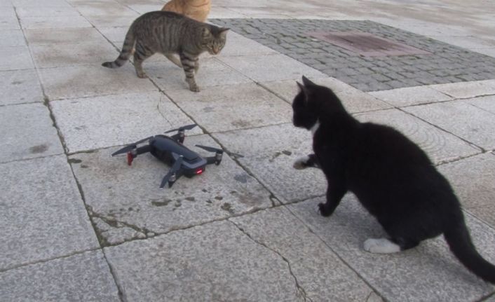 (Özel) Kedilerin ’drone’ a saldırısı renkli görüntülere sahne oldu
