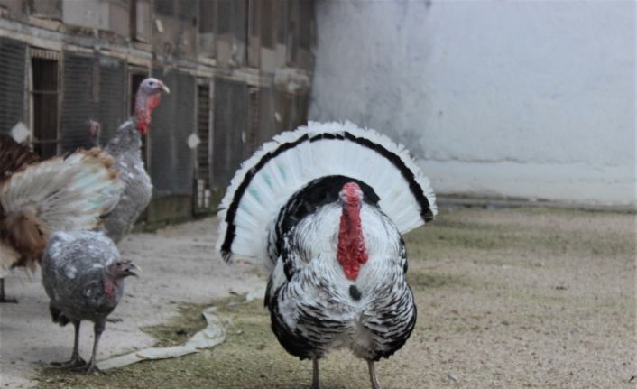 (ÖZEL) Renkleri ve güzellikleri hindileri yıl başında kesilmekten kurtardı