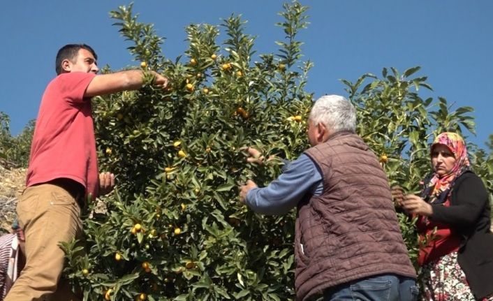 Pandemi ile talep artı, Altınportakal’da  hedef 80 ton üretime çıktı