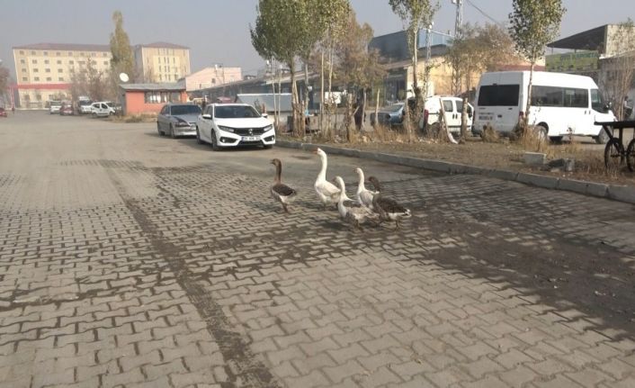 Pandemiden dolayı dışardan almak istemediği kazları sanayi sitesine kurduğu çiftlikte besliyor