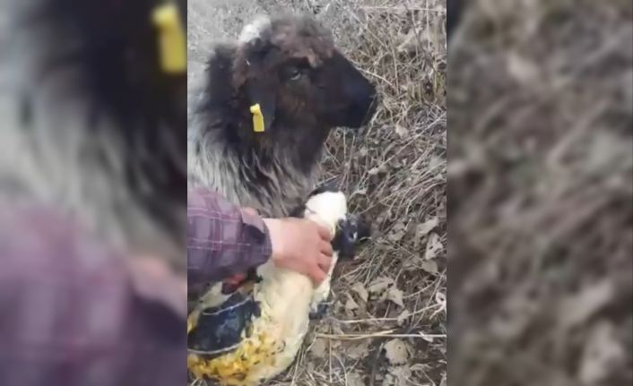 Rize’de bir çobanın yeni doğan kuzuyu yaşatma çabaları böyle görüntülendi
