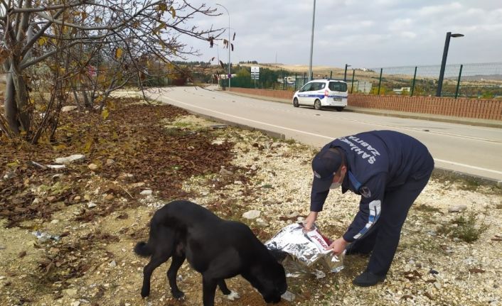 Şahinbey’de sokak hayvanları için yem ve mama bırakılıyor