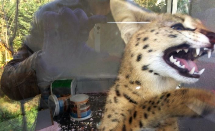 Sakarya’da fiyatı 70 ila 150 bin lira arasında değişen vahşi kedi ele geçirildi