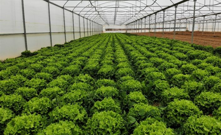 Serada 2 liraya satılan marul markette yüzde 400 zamlı satılıyor