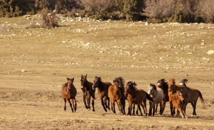Soyları Osmanlı Süvari birliğine dayanıyor, uçsuz bucaksız doğada özgürce yaşıyorlar