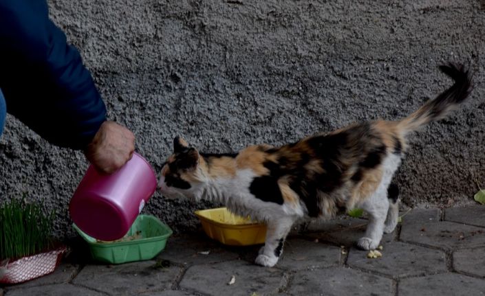 Tepebaşı Belediyesi ekipleri iki günlük sokağa çıkma yasağı döneminde can dostları yalnız bırakmadı