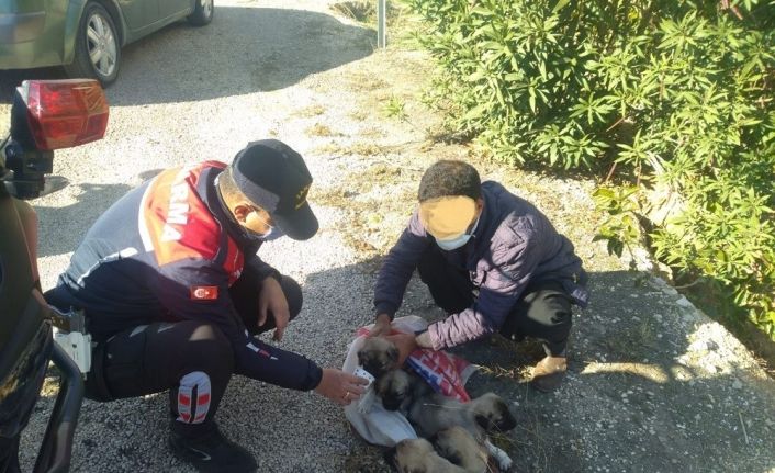 Yavru köpekleri çuvalla dereye atarken yakalandılar