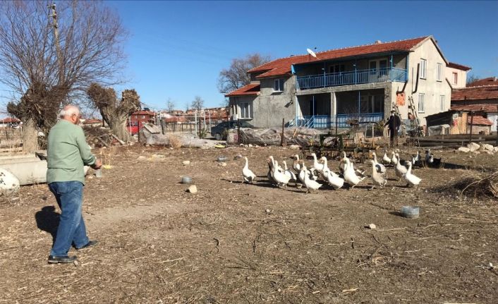 Yetiştirdiği kazlar adeta kapışılıyor